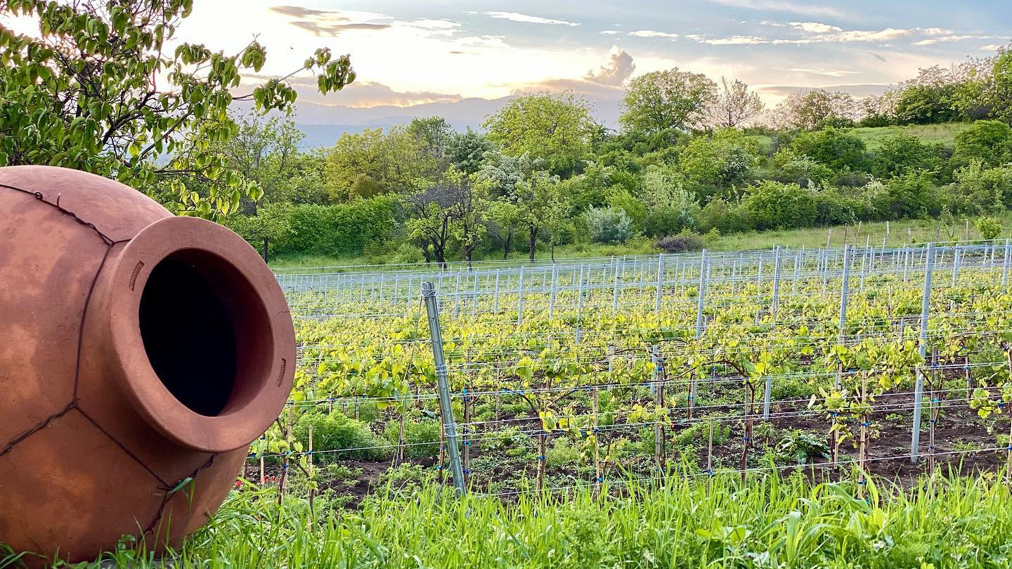 Vineyard of Kakheti