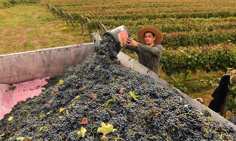 Kakheti Vineyard during Harvest